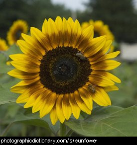 Photo of a sunflower