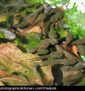 Photo of tadpoles in a pond.