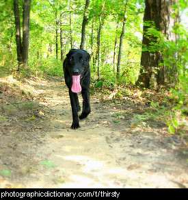 Photo of a thirsty dog