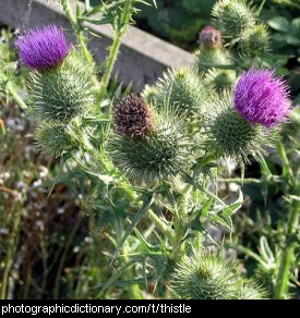 Photo of a Scottish thistle