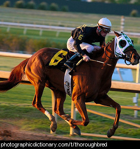 Photo of a racehorse.