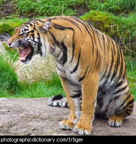 Photo of a tiger