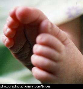 Photo of baby toes