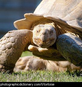 Photo of a tortoise