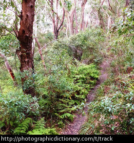 Photo of a track through scrub