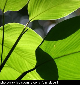 Photo of some translucent leaves