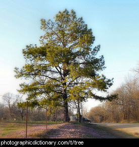 Photo of a tree