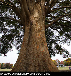 Photo of the trunk of a tree