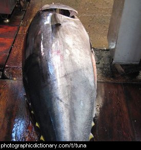 Photo of a tuna fish