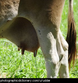 Photo of an udder