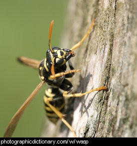 Photo of a wasp