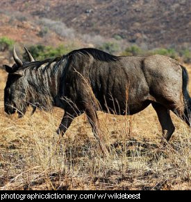 Photo of a wildebeest