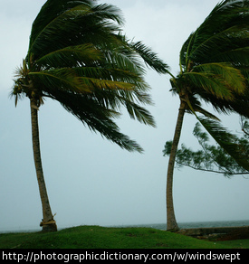 Windswept palm trees.