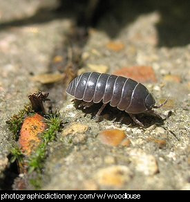 Photo of a woodlouse