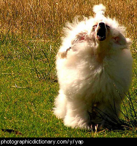 Photo of a yappy dog