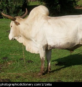 Photo of a zebu