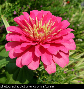 Photo of a pink zinnia.