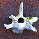 Photo of a vertebra