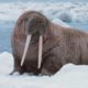 Photo of a walrus