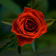 Photo of a rose