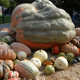 Photo of a huge pumpkin