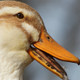 Photo of a duck quacking.