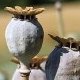 Photo of opium poppy heads.