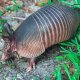 Photo of an armadillo