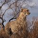 Photo of a cheetah.