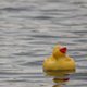 Photo of a duck floating.