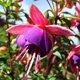 Photo of a fuchsia.