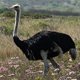 Photo of an ostrich