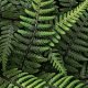 Photo of a fern.