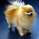 Photo of a pomeranian.